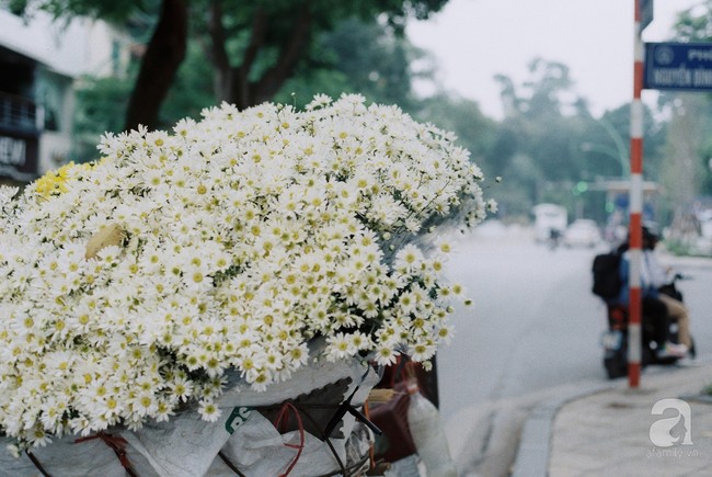 Cúc họa mi, loài hoa cánh mỏng trắng tinh khôi báo mùa đông đã về phố - Ảnh 10.