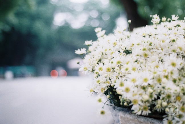 Cúc họa mi, loài hoa cánh mỏng trắng tinh khôi báo mùa đông đã về phố - Ảnh 7.