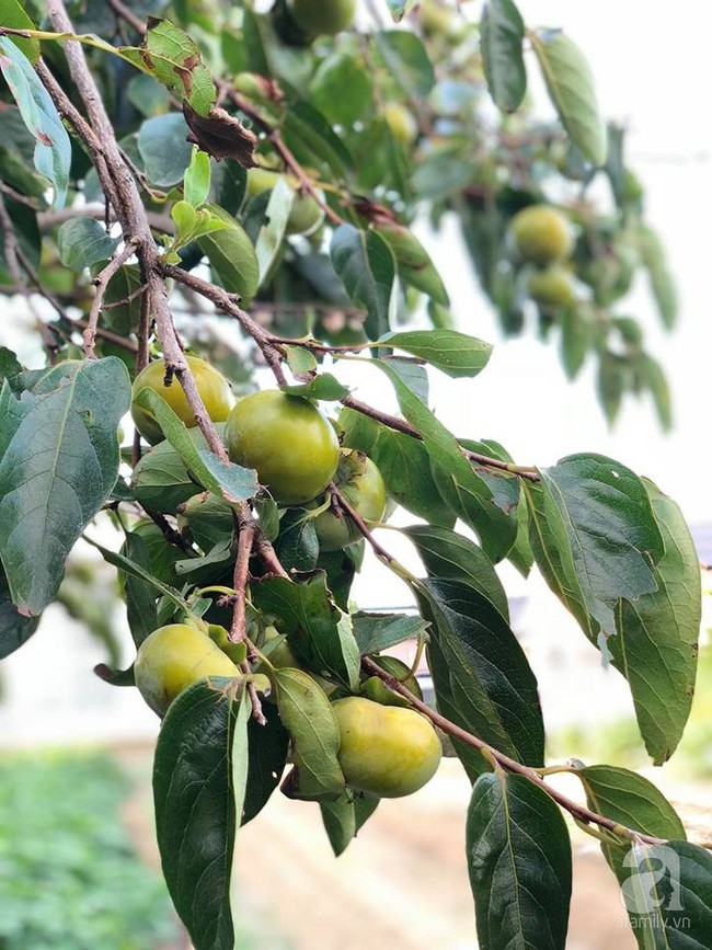 Khu vườn 1000m² giúp mẹ Việt ở Nhật thỏa sức trồng đủ loại rau quả, cây trái của quê hương - Ảnh 11.