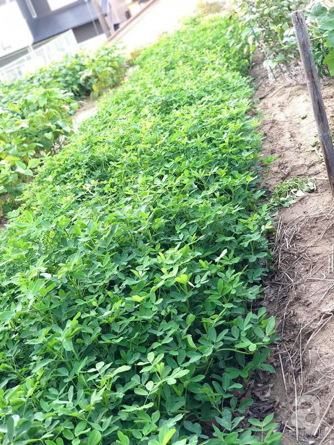 Khu vườn 1000m² giúp mẹ Việt ở Nhật thỏa sức trồng đủ loại rau quả, cây trái của quê hương - Ảnh 8.