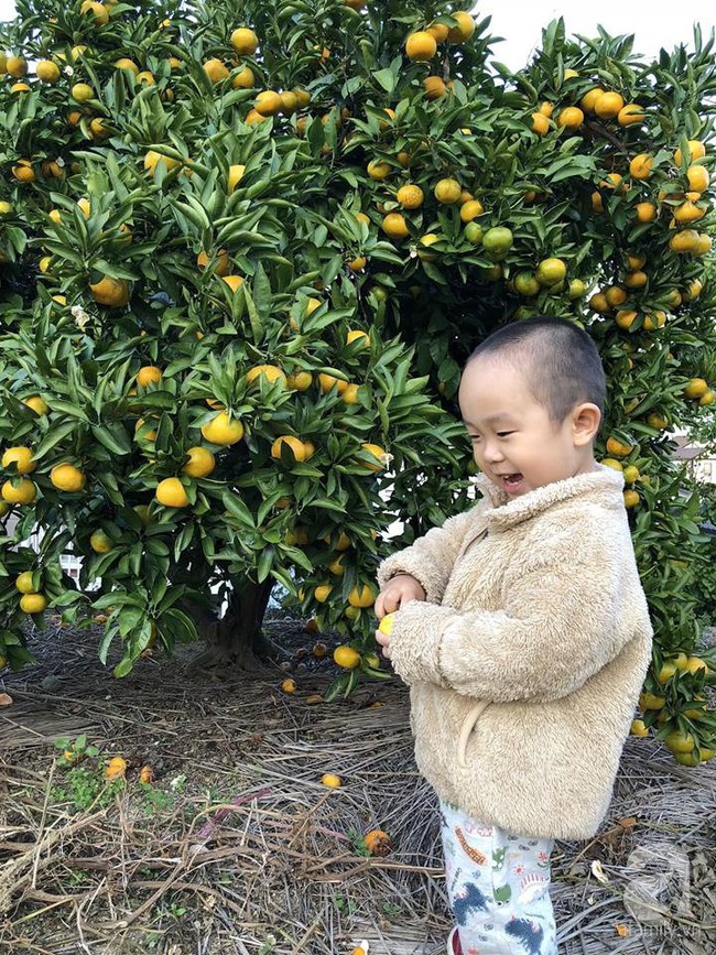 Khu vườn 1000m² giúp mẹ Việt ở Nhật thỏa sức trồng đủ loại rau quả, cây trái của quê hương - Ảnh 3.