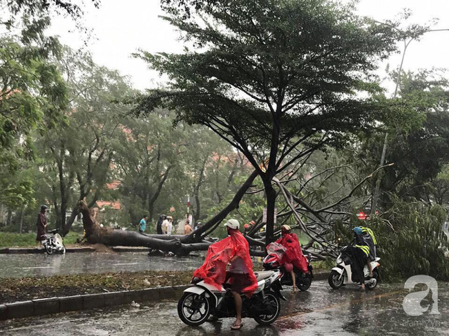 Thương tâm bão số 9 làm cây ngã đè chết người đi đường, TP.HCM có đến 40 điểm ngập nước - Ảnh 1.