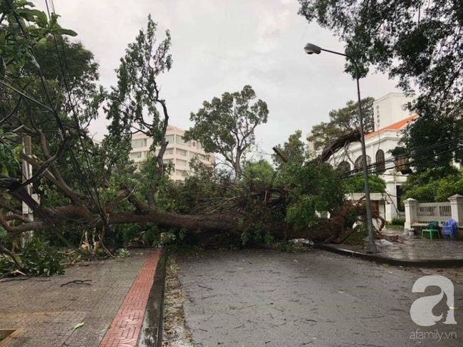 Cập nhật: Bão số 9 đổ bộ tàn phá Vũng Tàu, nhiều cây lớn ngã đổ, đường phố tan hoang - Ảnh 4.