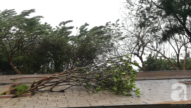 Cập nhật: Bão số 9 đổ bộ tàn phá Vũng Tàu, nhiều cây lớn ngã đổ, đường phố tan hoang - Ảnh 5.