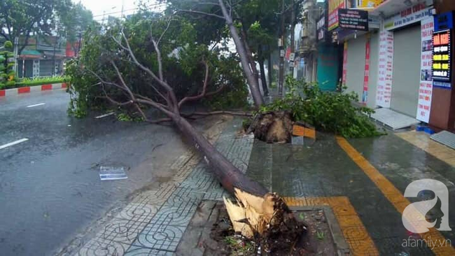 Cập nhật: Bão số 9 đổ bộ tàn phá Vũng Tàu, nhiều cây lớn ngã đổ, đường phố tan hoang - Ảnh 2.