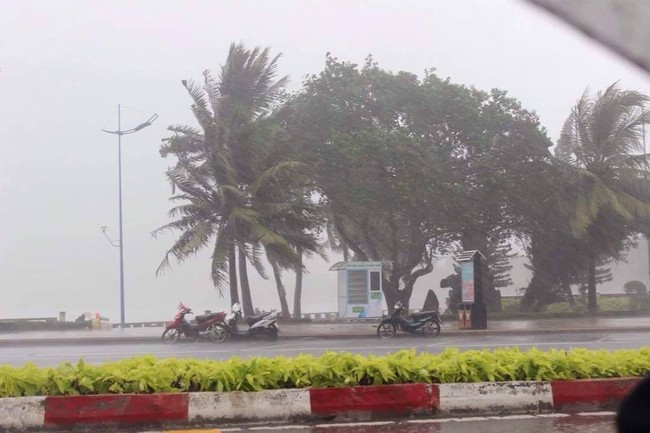 Cập nhật về bão số 9: Sài Gòn mưa trắng trời khiến cây xanh ngã đổ, Vũng Tàu vẫn đang oằn mình chống bão - Ảnh 8.