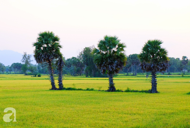 Thốt nốt, đặc sản thử một lần vương vấn một đời của An Giang - Ảnh 2.