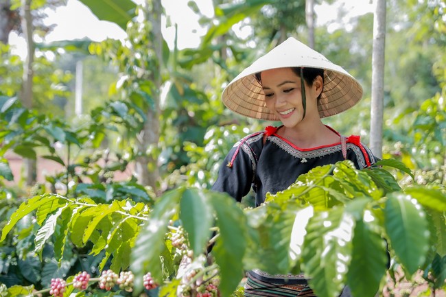 Hoa hậu HHen Niê gây thích thú khi mặc đồ dân tộc, lên rẫy hái cà phê - Ảnh 1.