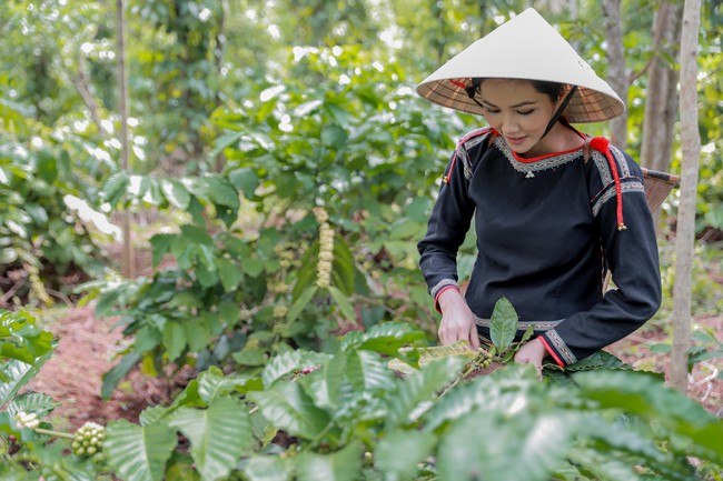 Hoa hậu HHen Niê gây thích thú khi mặc đồ dân tộc, lên rẫy hái cà phê - Ảnh 2.