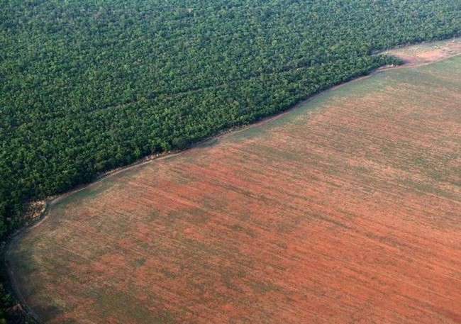 Tiết lộ gây sốc: Rừng Amazon đang bị hủy diệt với tốc độ chưa từng thấy trong 10 năm qua - Ảnh 1.