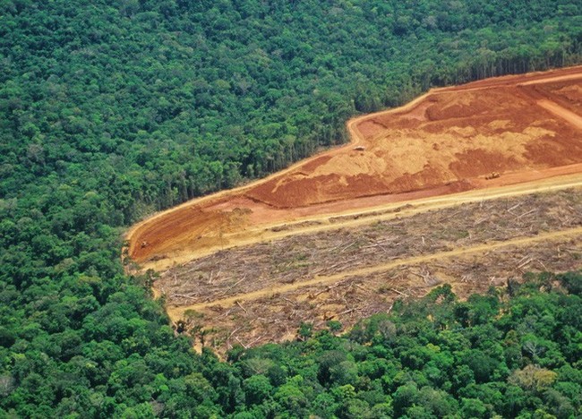 Tiết lộ gây sốc: Rừng Amazon đang bị hủy diệt với tốc độ chưa từng thấy trong 10 năm qua - Ảnh 2.