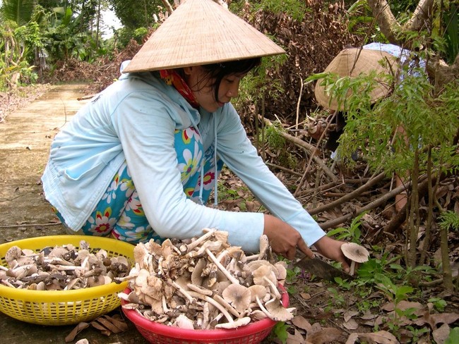 Nấm mối - lộc trời cho thơm ngon, đắt giá nhất Việt Nam và chuyến hành trình săn tìm đầy gian khó mỗi mùa mưa - Ảnh 3.