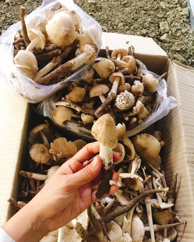 Nấm mối - lộc trời cho thơm ngon, đắt giá nhất Việt Nam và chuyến hành trình săn tìm đầy gian khó mỗi mùa mưa - Ảnh 5. Nấm mối - lộc trời cho thơm ngon, đắt giá nhất Việt Nam và chuyến hành trình săn tìm đầy gian khó mỗi mùa mưa - Ảnh 5.