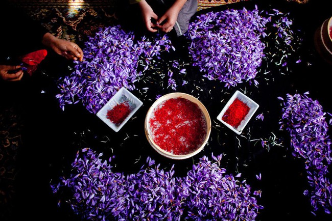 Vàng đỏ Saffron - gia vị đắt nhất thế giới từng được Nữ hoàng Ai Cập dùng dưỡng nhan hơn ngàn năm trước - Ảnh 3.