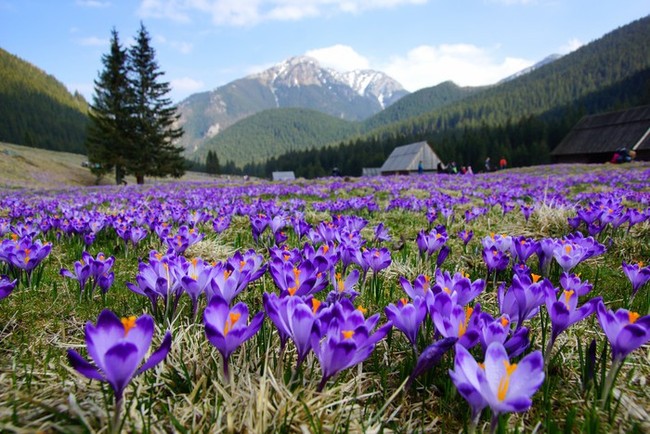 Vàng đỏ Saffron - gia vị đắt nhất thế giới từng được Nữ hoàng Ai Cập dùng dưỡng nhan hơn ngàn năm trước - Ảnh 2.