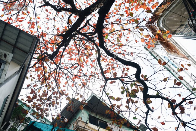 Hà Nội những ngày mùa đông có nắng, không ra đường chính là có lỗi với thời tiết - Ảnh 6. Hà Nội những ngày mùa đông có nắng, không ra đường chính là có lỗi với thời tiết - Ảnh 6.