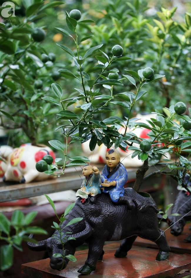 Quất bonsai giá 1,5 triệu đồng trên lưng heo vàng cực dễ thương hút khách chơi Tết - Ảnh 11.