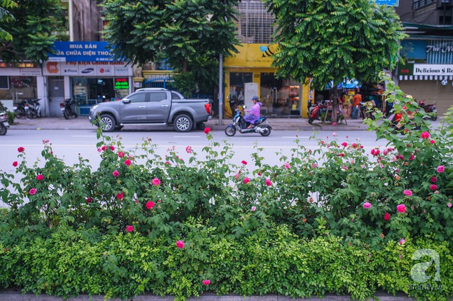 Có thể bạn chưa biết: Hà Nội có một con đường hoa hồng đẹp thế này đây - Ảnh 2.