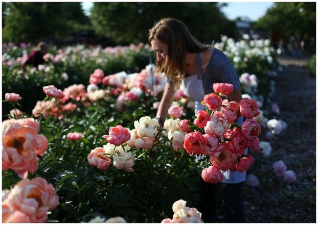 Cuộc sống yên bình và ngọt ngào của cô gái từ bỏ công việc văn phòng nhàm chán để chăm sóc cánh đồng hoa đẹp như cổ tích - Ảnh 11.