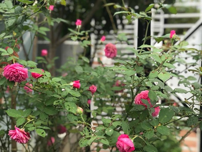 Khu vườn 600m² đẹp lãng mạn và rực rỡ hoa hồng của cô giáo dạy Văn ở Đà Lạt - Ảnh 12.