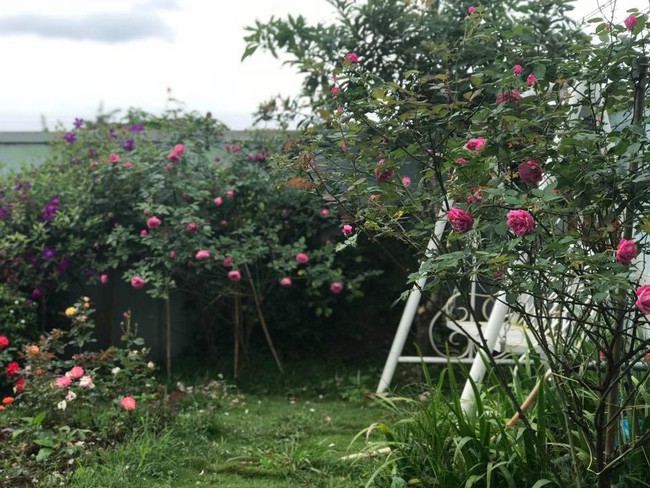 Khu vườn 600m² đẹp lãng mạn và rực rỡ hoa hồng của cô giáo dạy Văn ở Đà Lạt - Ảnh 2.
