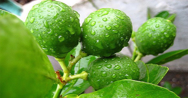 Hướng dẫn cách trồng cây chanh: Vừa làm đẹp nhà vừa là vị thuốc quý không thể thiếu - Ảnh 5. Hướng dẫn cách trồng cây chanh: Vừa làm đẹp nhà vừa là vị thuốc quý không thể thiếu - Ảnh 5.
