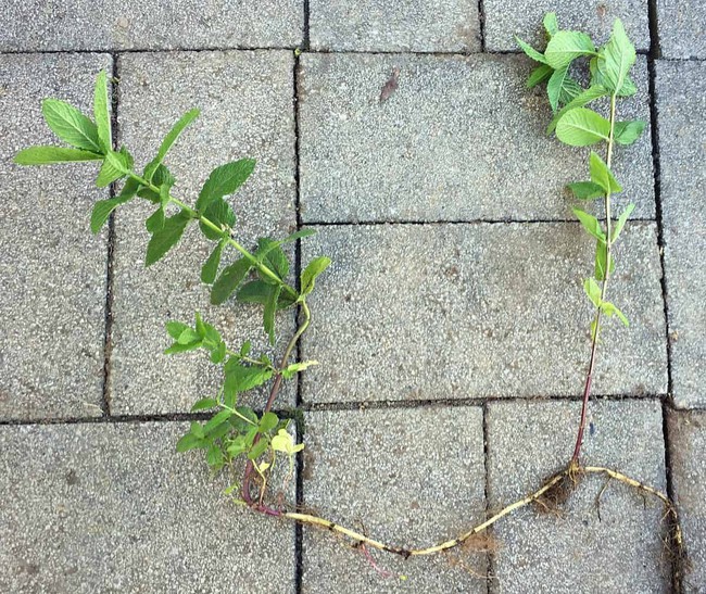 Hướng dẫn cách trồng cây bạc hà: Vừa làm duyên cho tổ ấm vừa bảo vệ sức khỏe cả nhà - Ảnh 7.
