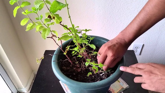 Hướng dẫn cách trồng cây bạc hà: Vừa làm duyên cho tổ ấm vừa bảo vệ sức khỏe cả nhà - Ảnh 8.