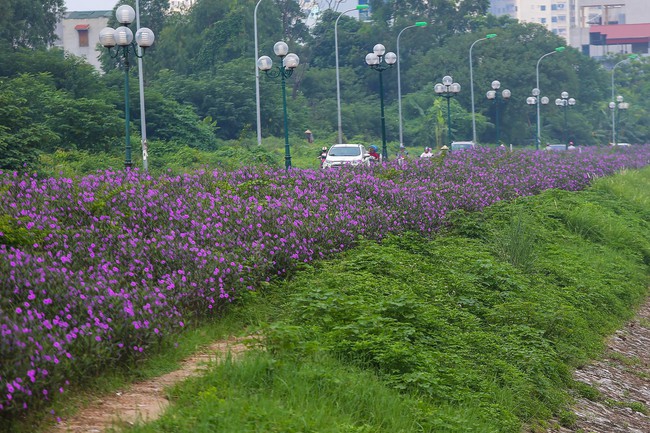 Người Hà Nội thích thú với con đường hoa chiều tím dài hơn 1km vô cùng thơ mộng ven sông Tô Lịch - Ảnh 2.