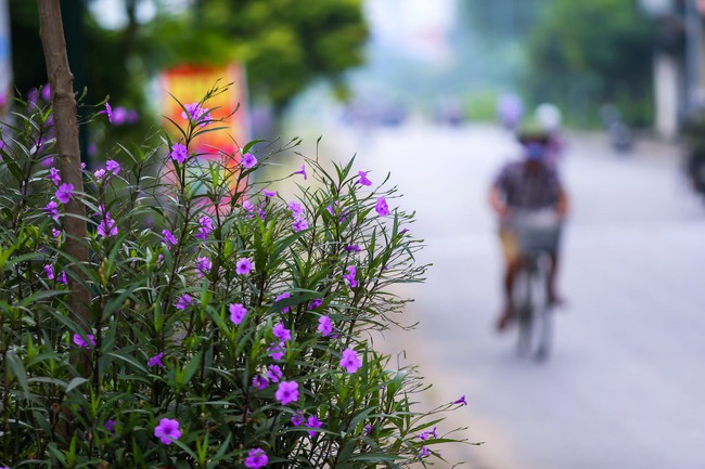 Người Hà Nội thích thú với con đường hoa chiều tím dài hơn 1km vô cùng thơ mộng ven sông Tô Lịch - Ảnh 8.