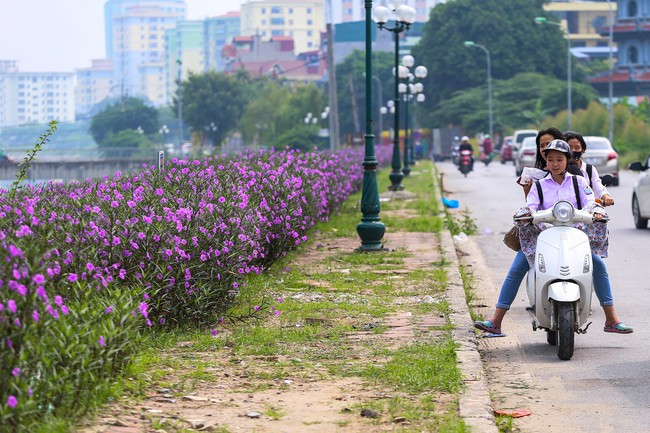 Người Hà Nội thích thú với con đường hoa chiều tím dài hơn 1km vô cùng thơ mộng ven sông Tô Lịch - Ảnh 3.