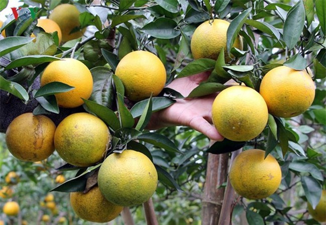 Điểm lại những loại trái cây tiến vua ngon nức tiếng của Việt Nam - Ảnh 7.