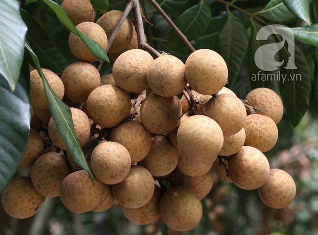 Điểm lại những loại trái cây tiến vua ngon nức tiếng của Việt Nam - Ảnh 4.