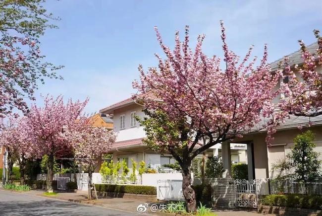 Ngôi nhà nhỏ lãng mạn của đôi vợ chồng trẻ từ bỏ cuộc sống ở Tokyo, Nhật Bản để về ngoại ô sinh sống - Ảnh 3.