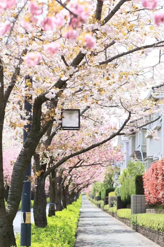Ngôi nhà nhỏ lãng mạn của đôi vợ chồng trẻ từ bỏ cuộc sống ở Tokyo, Nhật Bản để về ngoại ô sinh sống - Ảnh 2.
