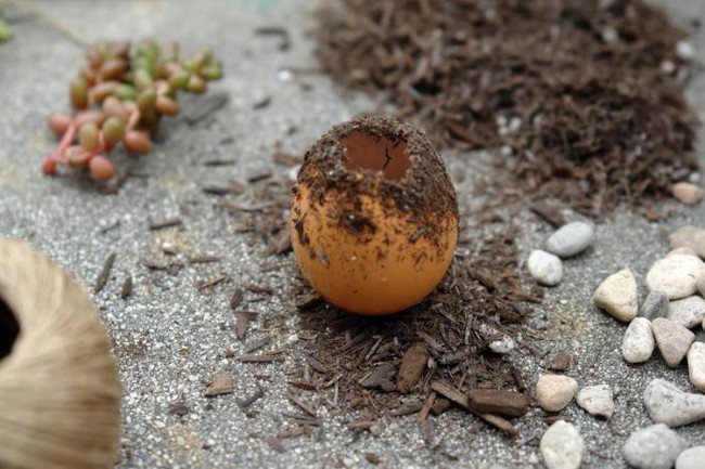 Cách tự làm khu vườn mini xanh tươi và sống động từ vỏ trứng vừa rẻ vừa đẹp bất ngờ - Ảnh 5.