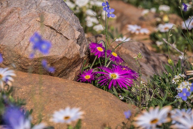 Mùa hạ là nơi khô cằn bậc nhất thế giới, đến thời điểm này, hoang mạc Nam Phi trở thành biển hoa nở rực rỡ - Ảnh 7.