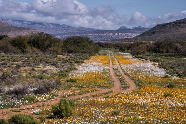 Mùa hạ là nơi khô cằn bậc nhất thế giới, đến thời điểm này, hoang mạc Nam Phi trở thành biển hoa nở rực rỡ - Ảnh 1.