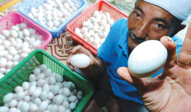 Góc làm giàu không khó: Khởi nghiệp từ 50 con vịt, cặp vợ chồng kiếm gần 70 triệu đồng mỗi tháng nhờ bán trứng vịt - Ảnh 4.
