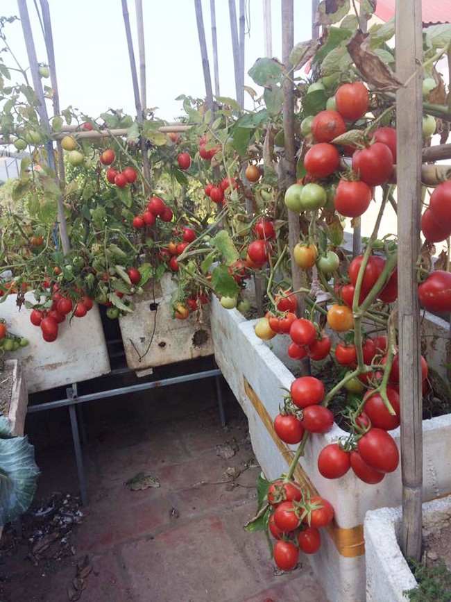“Đã mắt” khi ngắm giàn cà chua đếm mãi không hết quả trên ban công ở Đông Anh, Hà Nội - Ảnh 5.