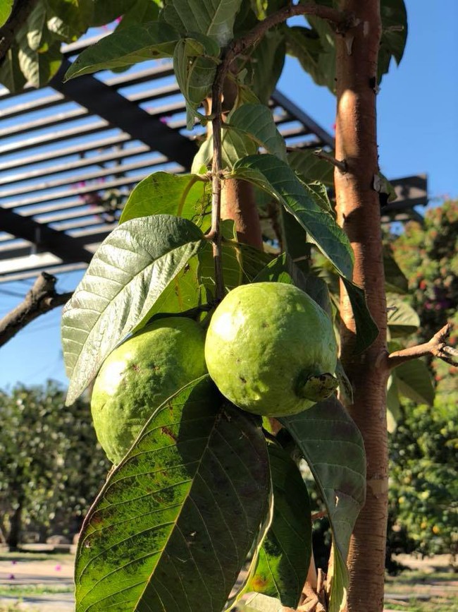 Khu vườn đủ các loại cây quả mang hương vị quê nhà của ca sĩ Bằng Kiều ở Mỹ - Ảnh 13.