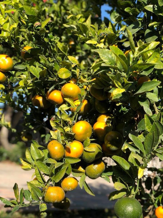 Khu vườn đủ các loại cây quả mang hương vị quê nhà của ca sĩ Bằng Kiều ở Mỹ - Ảnh 12.
