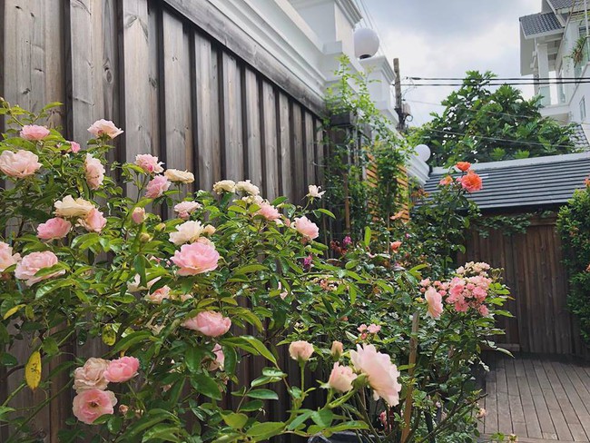 Khu vườn nhỏ xanh mát với rau sạch và hoa hồng trong biệt thự triệu đô của Tăng Thanh Hà - Ảnh 2.