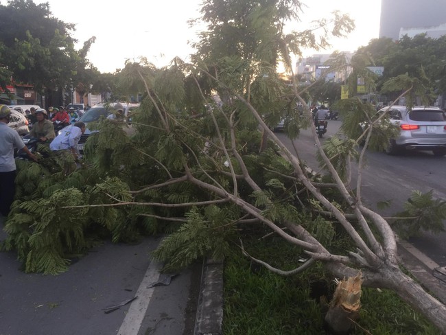 TP.HCM: Ô tô BMW tông gãy cây xanh rồi lao qua bên đường, đâm một loạt ô tô, xe máy khác - Ảnh 1.