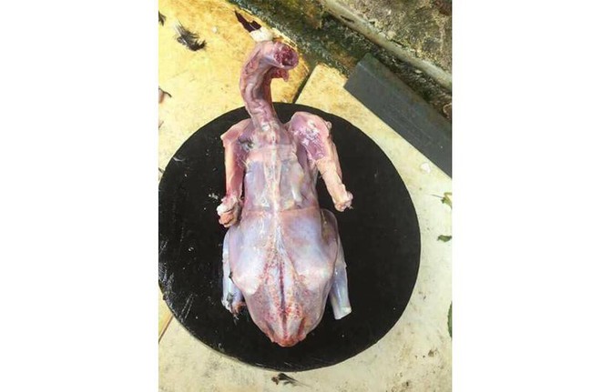Tết sắp đến, nhìn lại những pha mổ gà, vịt của nam thanh, nữ tú khiến dân mạng cười ra nước mắt - Ảnh 15. Tết sắp đến, nhìn lại những pha mổ gà, vịt của nam thanh, nữ tú khiến dân mạng cười ra nước mắt - Ảnh 15.