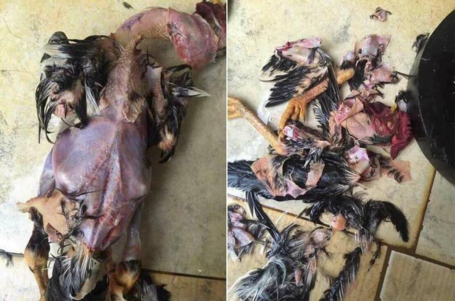 Tết sắp đến, nhìn lại những pha mổ gà, vịt của nam thanh, nữ tú khiến dân mạng cười ra nước mắt - Ảnh 16. Tết sắp đến, nhìn lại những pha mổ gà, vịt của nam thanh, nữ tú khiến dân mạng cười ra nước mắt - Ảnh 16.