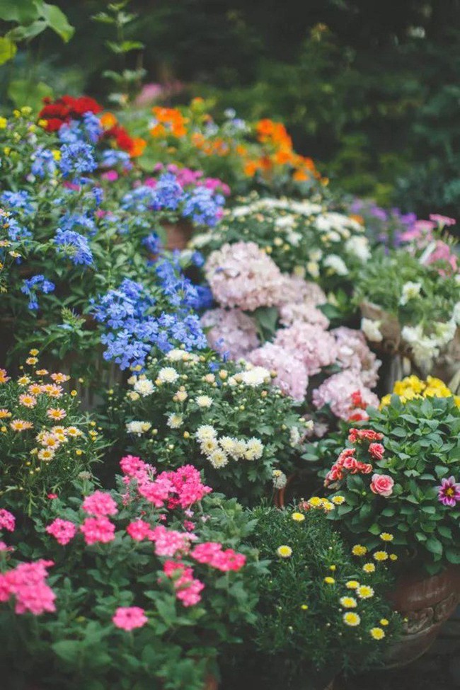 Khu vườn 300m² với hàng trăm loài hoa đua nhau khoe sắc của cô gái 9x xinh xắn - Ảnh 13.