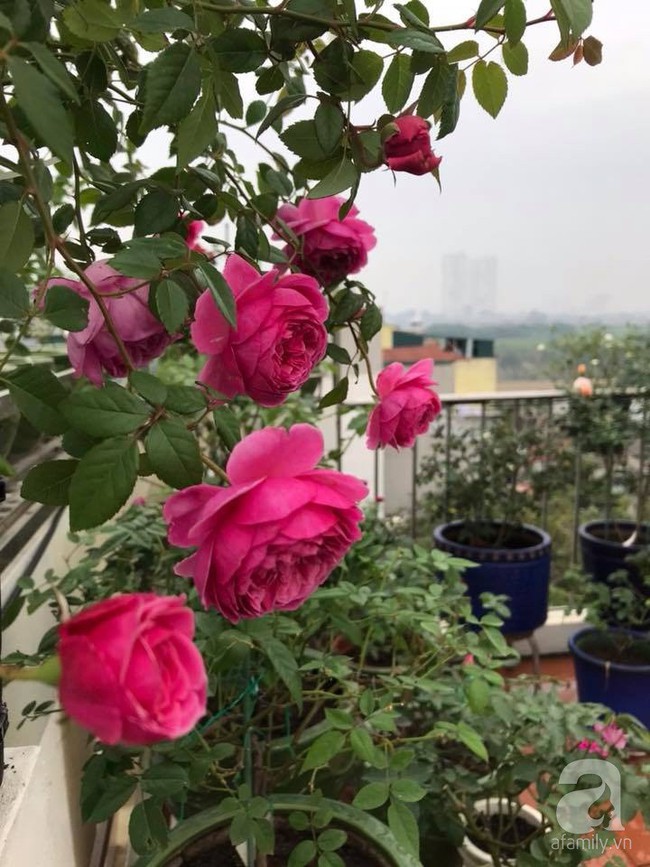 Người phụ nữ tận hưởng hạnh phúc trọn vẹn bên vườn hồng trên cao giữa lòng Hà Nội - Ảnh 20.