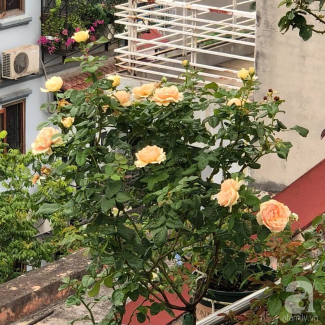 Người phụ nữ tận hưởng hạnh phúc trọn vẹn bên vườn hồng trên cao giữa lòng Hà Nội - Ảnh 5.