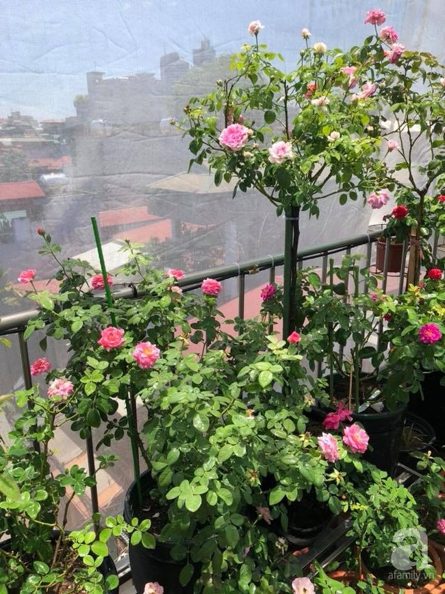 Người phụ nữ tận hưởng hạnh phúc trọn vẹn bên vườn hồng trên cao giữa lòng Hà Nội - Ảnh 3.